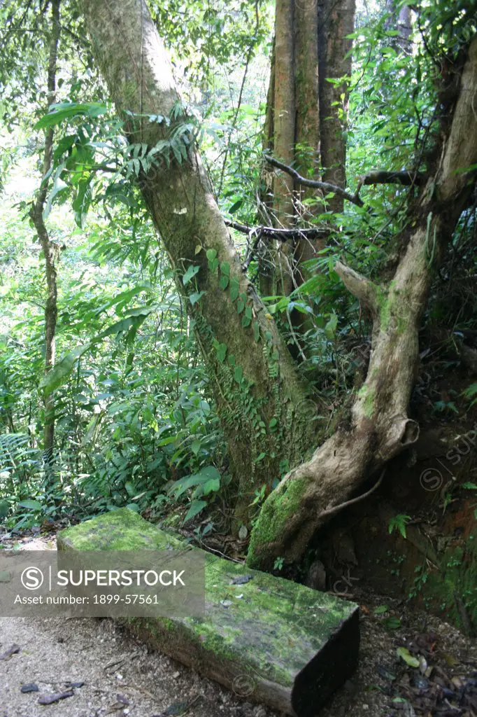 Costa Rica, Rainforest Walk