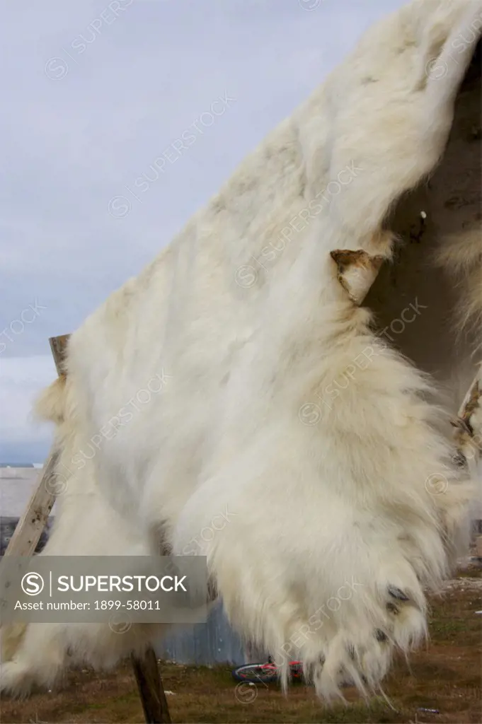 Polar Bear Skin Drying In Inuit Community Of Gjoa Haven, Northwest Passage, Nunavut, Arctic Canada