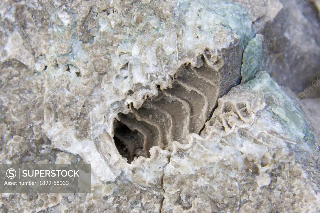 Fossil Of Shell, Beechy Island, Nunavut, Arctic Canada