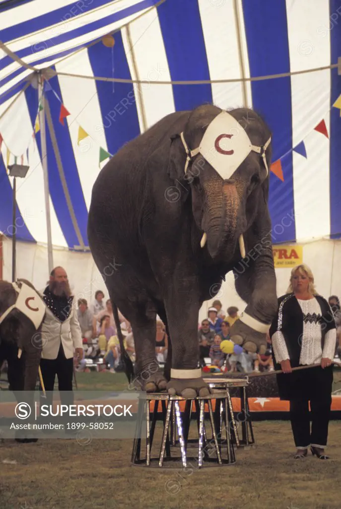Elephant Balancing On Stools During Circus Act.