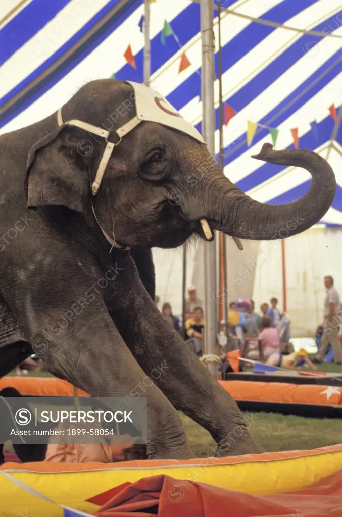 Man Lying Under Elephant In Circus Act.