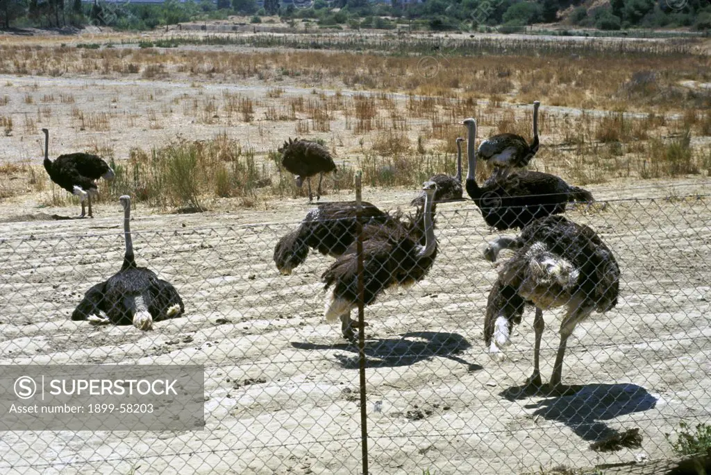 California, Ostrich Farm.