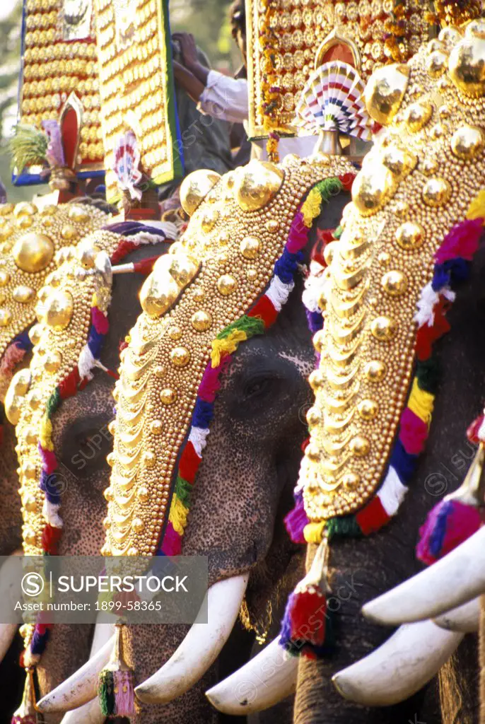 South India, Kerala. Close Up Of Elephants Wearing Ornate Headgear At Festival In Small Village.