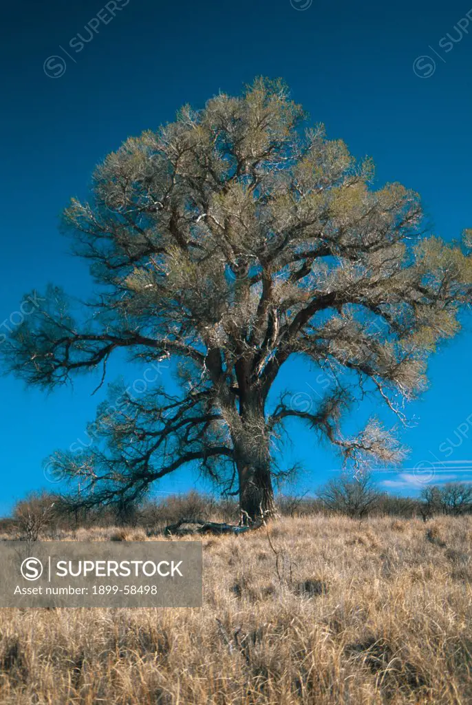 Arizona. Cottonwood Tree.