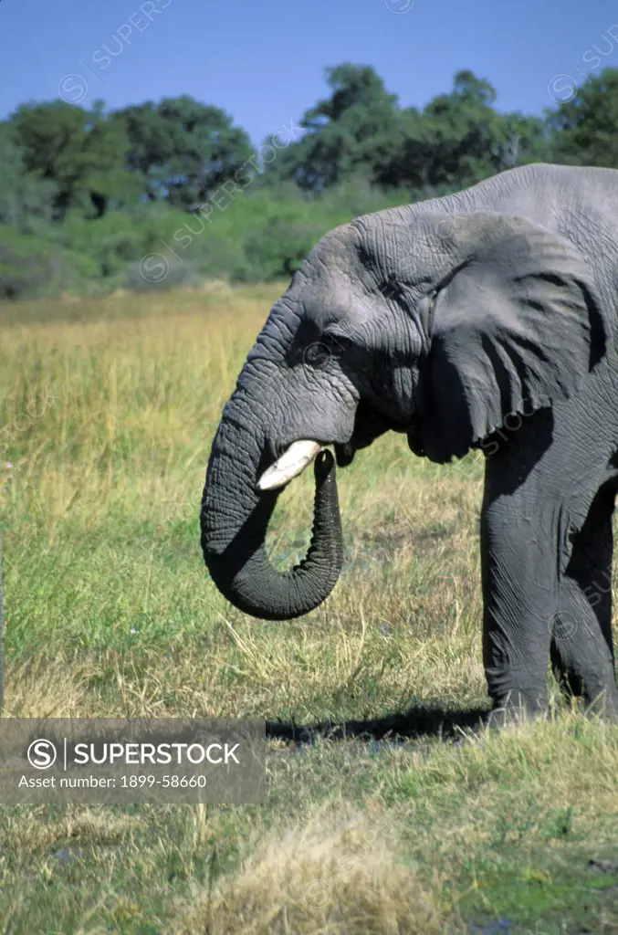 Africa. Zimbabwe. Hwange National Park. Elephant Trunk Profile.