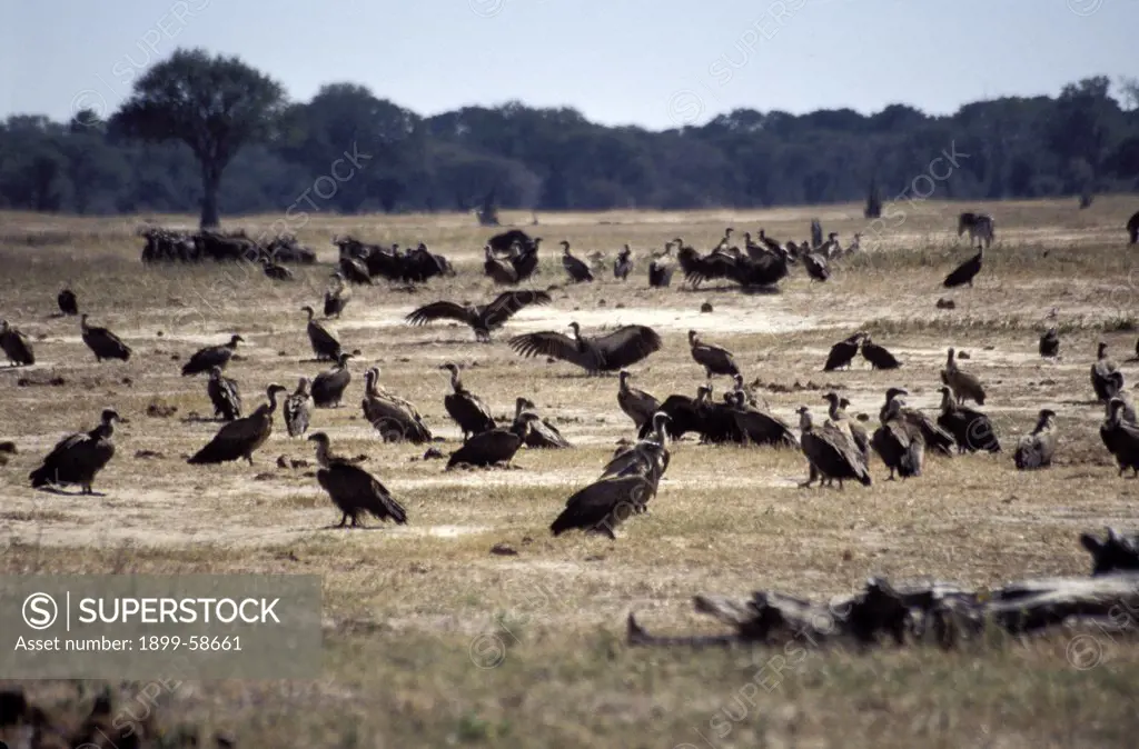 Africa. Zimbabwe. Hwange National Park. Vultures.
