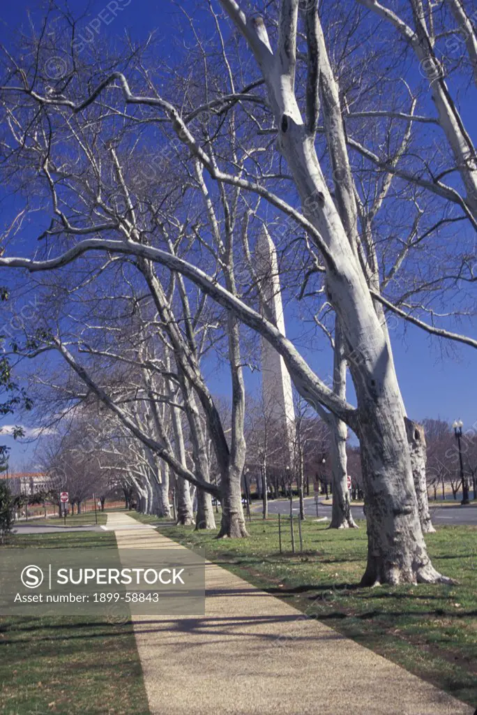 Washington, D.C. Stately Trees Hiding Washington Monument.