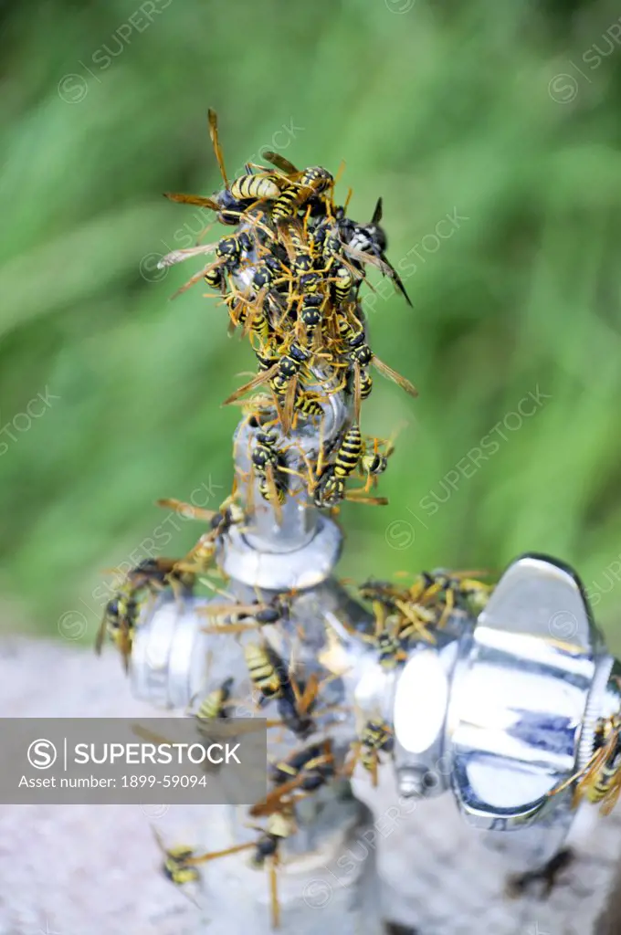 Wasps On Water Fountain