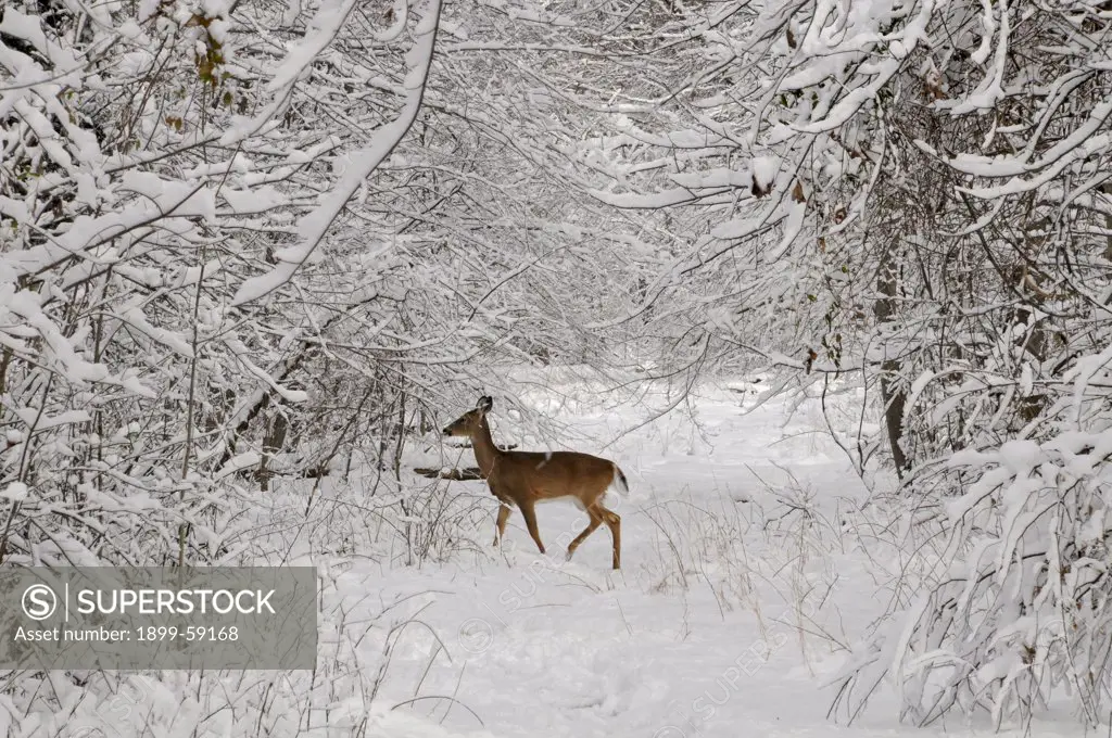 Deer In Snow