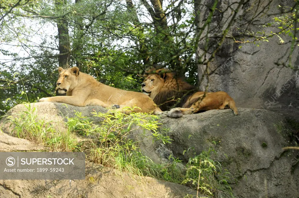Lions, Pittsburgh Zoo