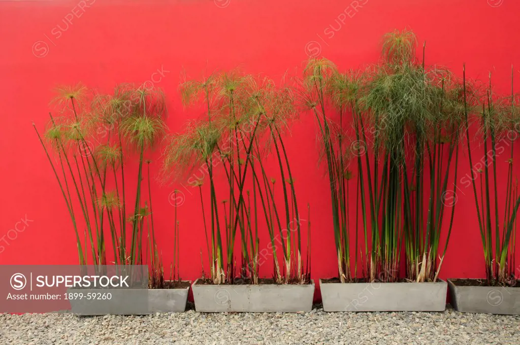 Papyrus Against Red Wall