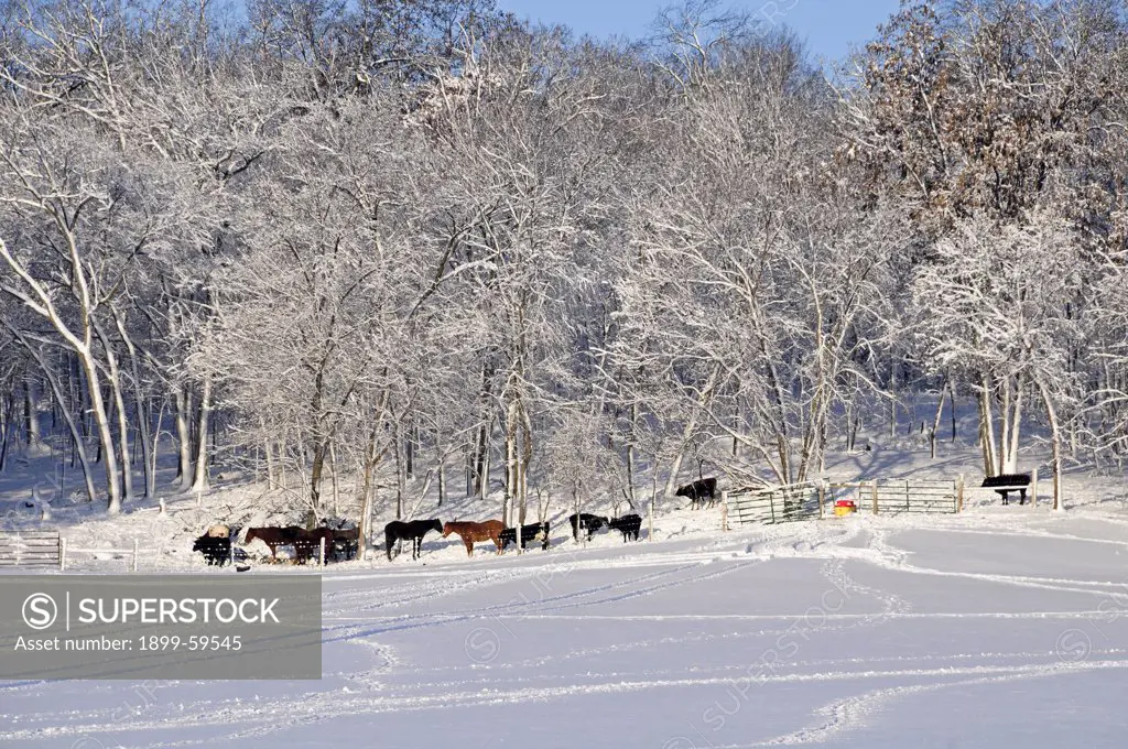 Horses In Snow. Wisconsin