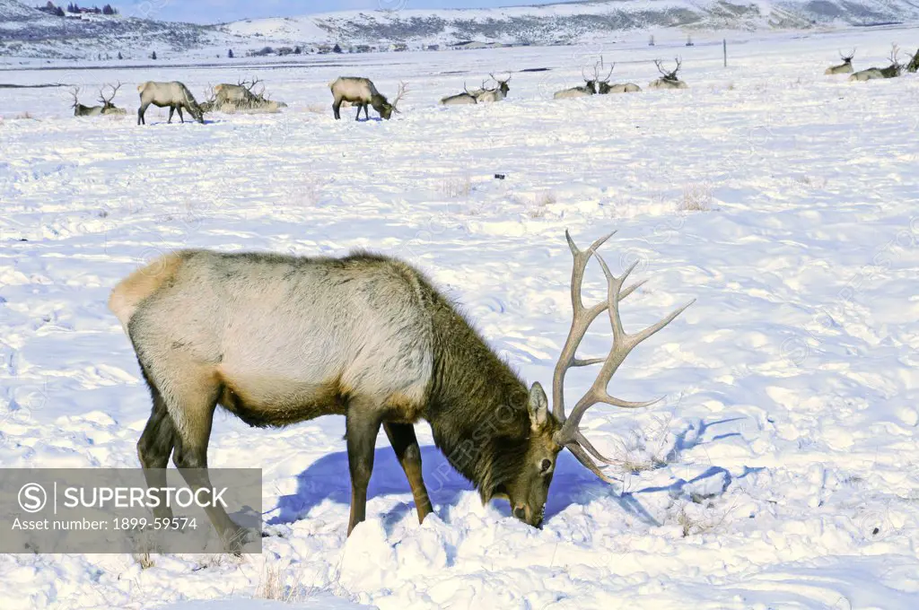 Elk, Jackson Hole, Wyoming
