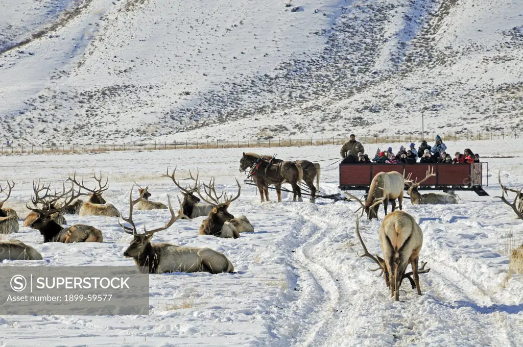 Elk, Jackson Hole, Wyoming