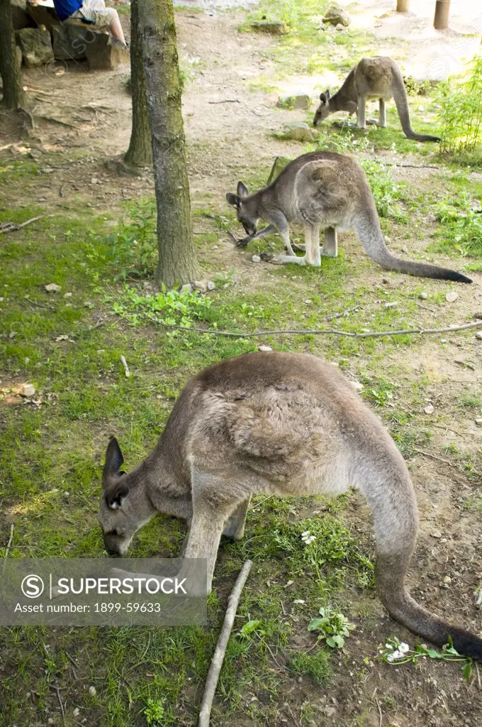 Kangaroos, Pennsylvania, Pittsburgh, Pittsburgh Zoo