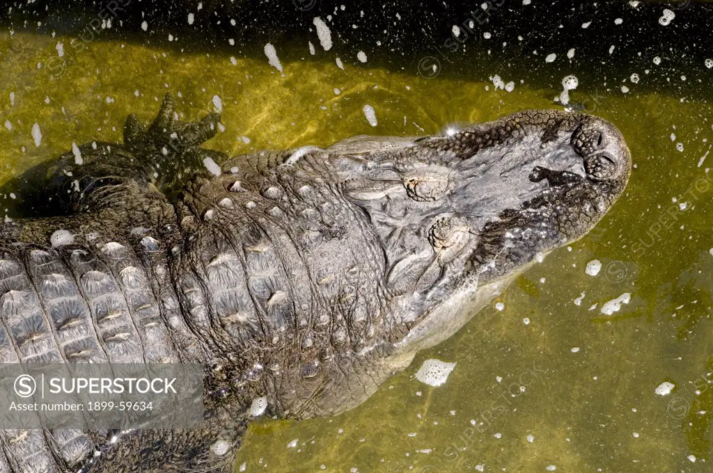 Alligator, Pennsylvania, Pittsburgh, Pittsburgh Zoo