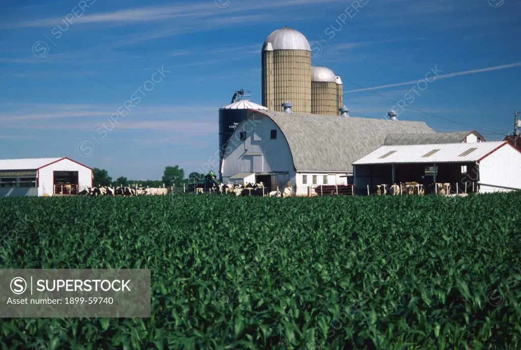 Wisconsin. Farm, Barns, Silos And Cows With Green Corn Field In Foreground