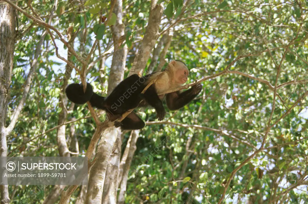 Costa Rica. Capuchin Monkey In A Tree, His Tail Wrapped Around A Nearby Branch