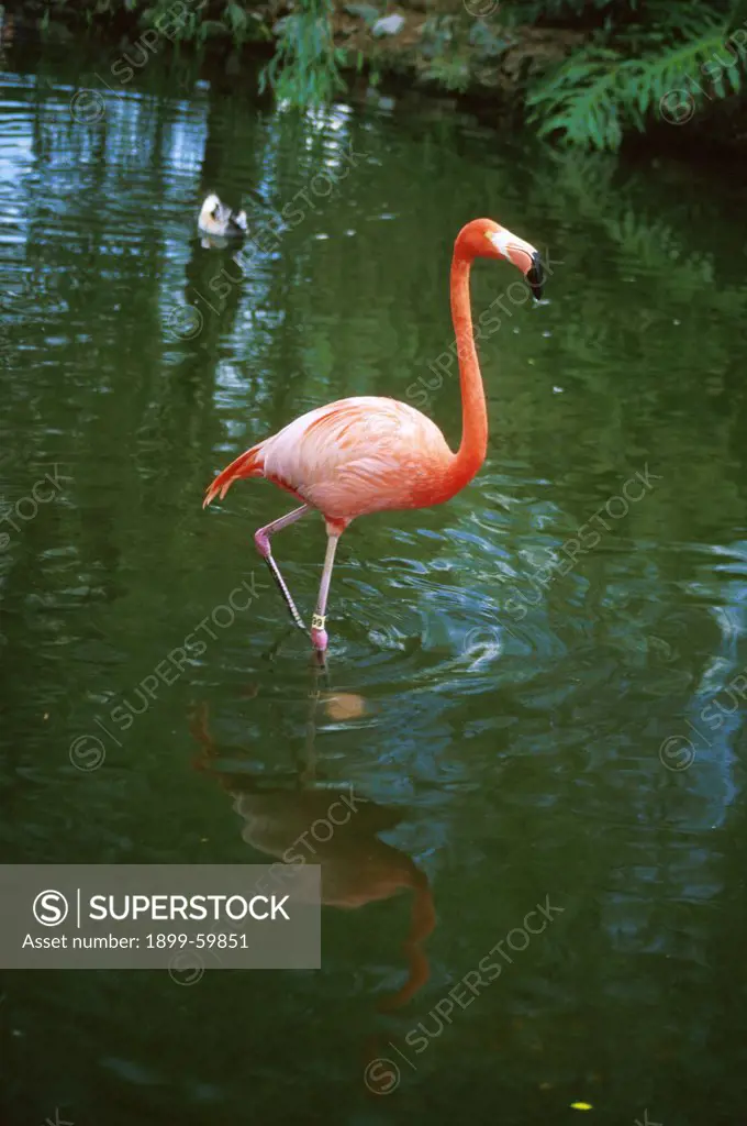 Florida, Orlando, Sea World. Flamingo