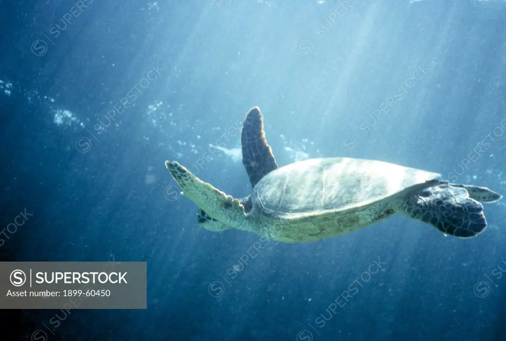 Hawaii, Oahu. Hawaiian Green Sea Turtle