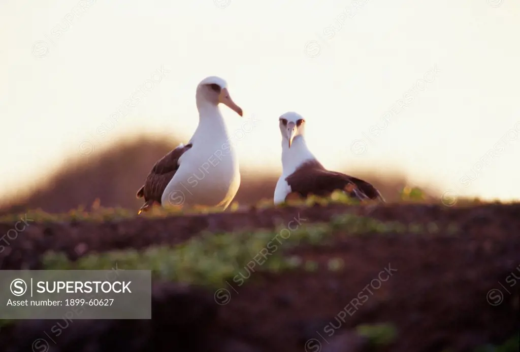 Hawaii, Oahu. Laysan Albatross Adults At Kaena Point Wildlife Preserve
