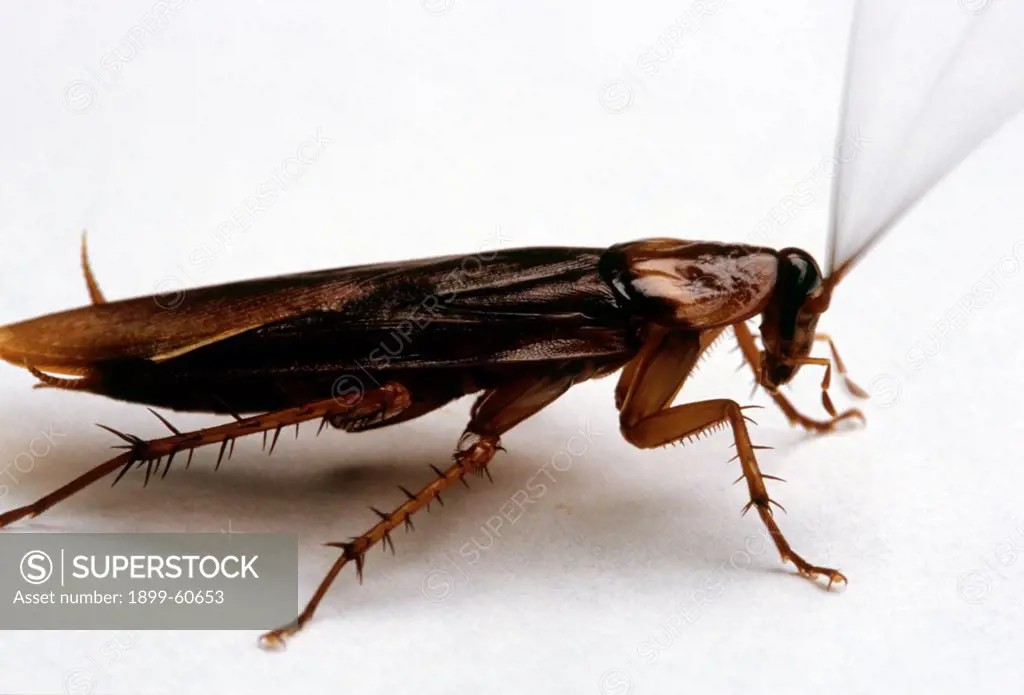 Large Cockroach On A White Surface