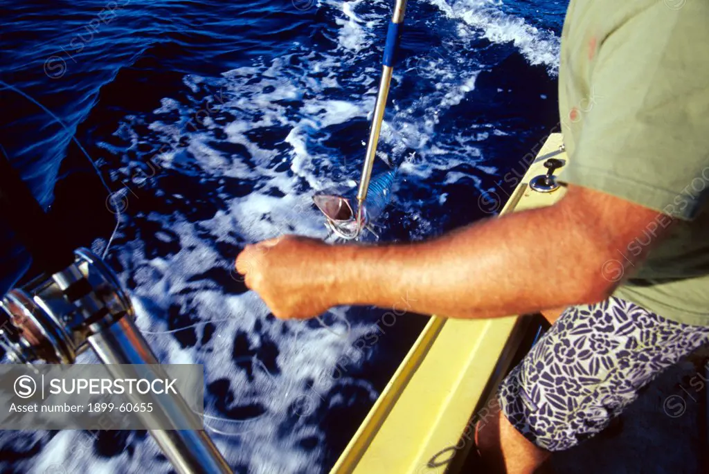 Man Pulling In An Ono While Deep Sea Fishing Off The North Shore Of Oahu, Hawaii.