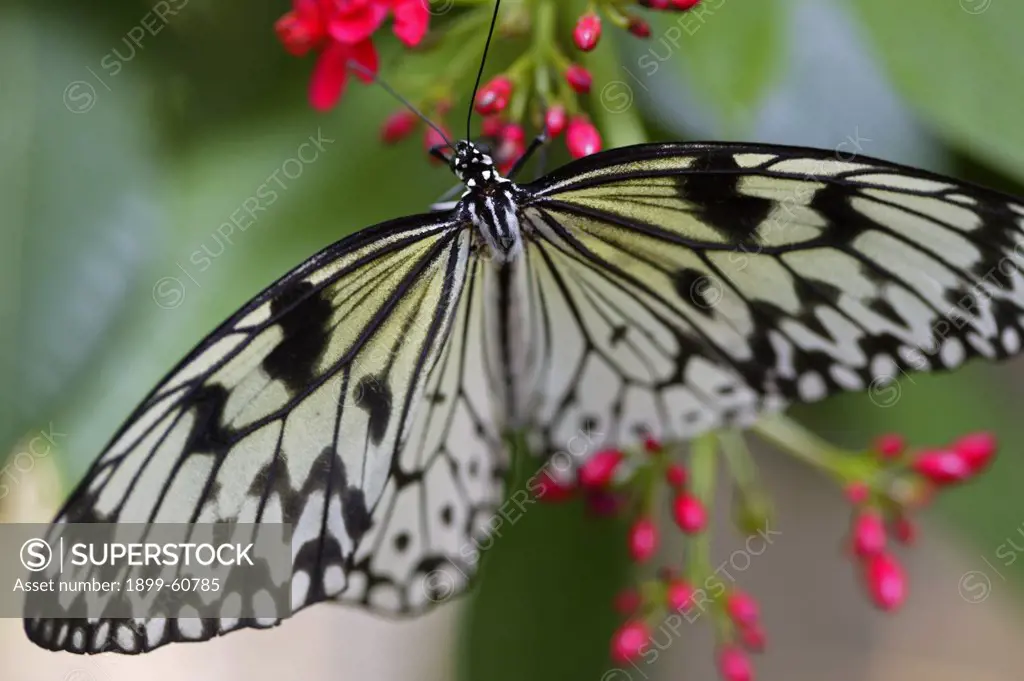 Close Up Image Of A Rice Paper Butterfly, Paper Kite(Idea Leuconoe Lepidoptera: Danaidae) On A Plant Leaf In A Butterfly Pavilion, Sioux Falls, South Dakota