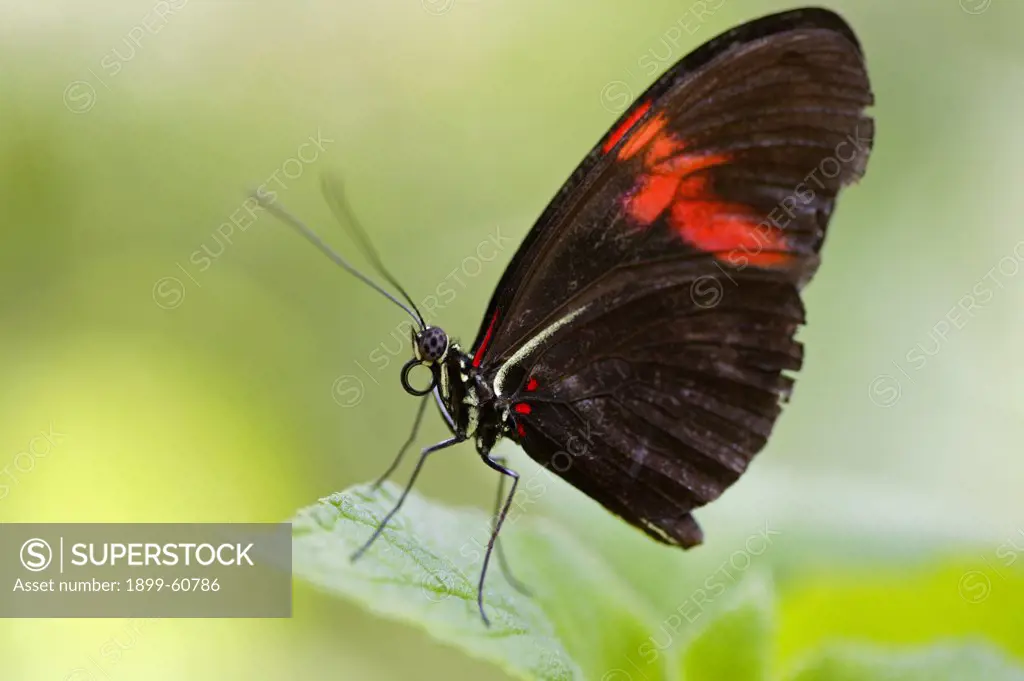 Close Up Image Of A Crimson-Patched Longwing (Postman) On A Plant Leaf In A Butterfly Pavilion, Sioux Falls, South Dakota