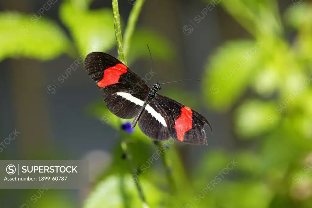 Close Up Image Of A Crimson-Patched Longwing (Postman) On A Plant Leaf In A Butterfly Pavilion, Sioux Falls, South Dakota