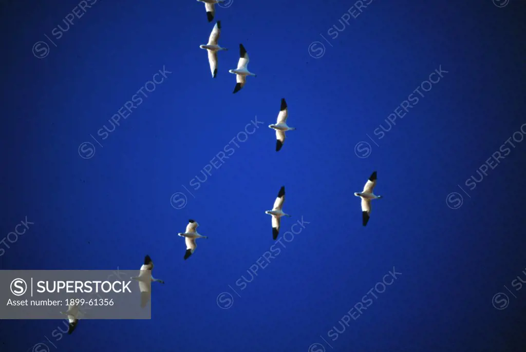 Geese Flying In V Formation