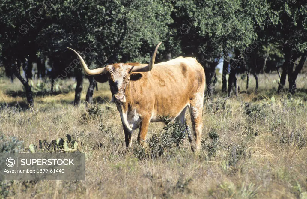 Texas. Longhorn Cattle.