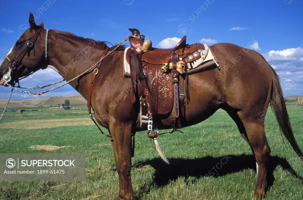 Montana. Side View Of Horse With Handmade Saddle, Bridle And Tack.