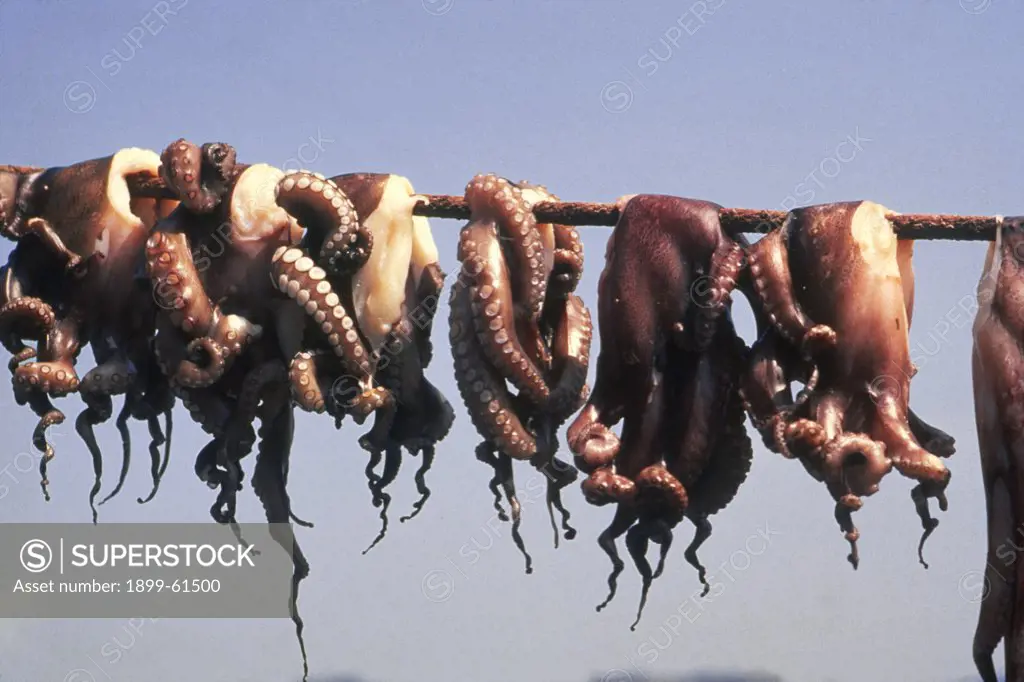 Greece, Gythion. Skewered Octopi Drying Outside.