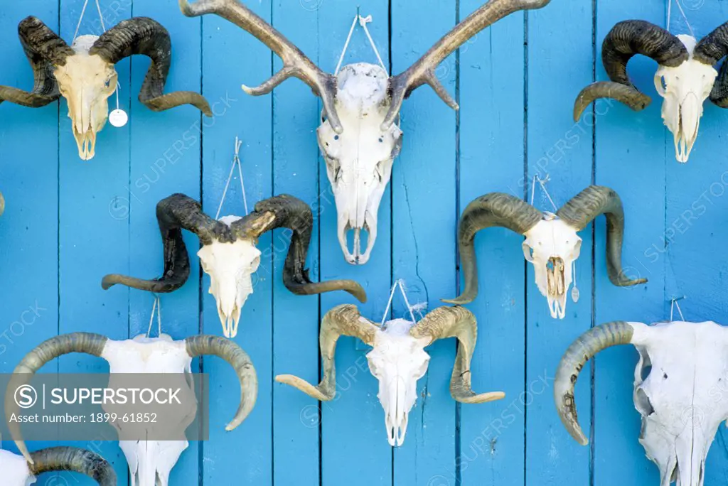 New Mexico, Taos. Animal Skulls On Wall Of Trading Post.