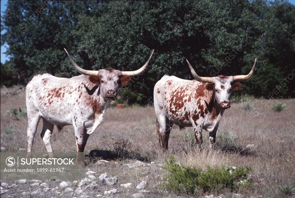 Texas. Longhorn Cattle, Brown And White