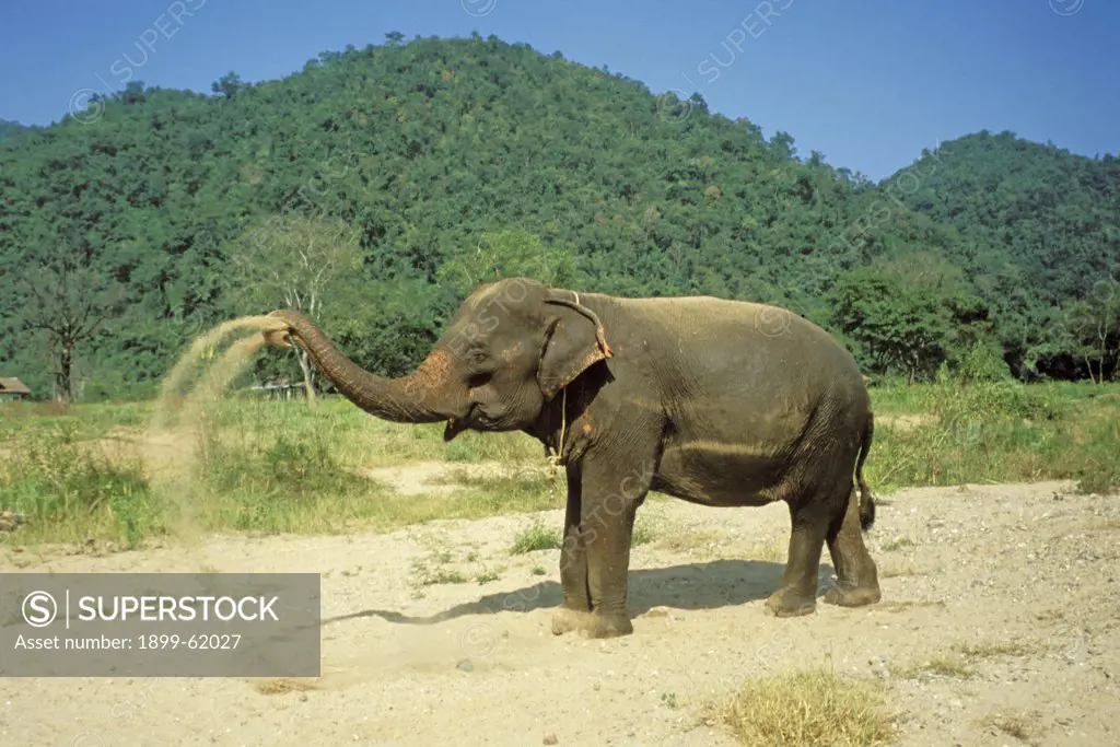 Thailand. Maetang Elephant Camp. Elephant Head Spraying Dirt.