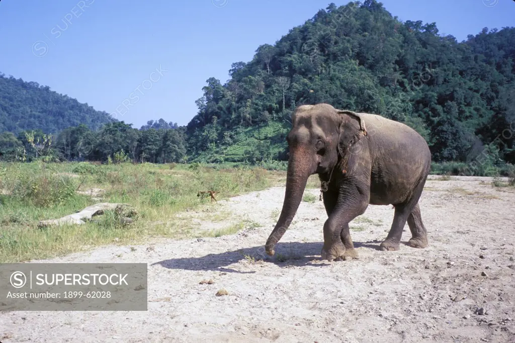 Thailand. Maetang Elephant Camp. Elephant.