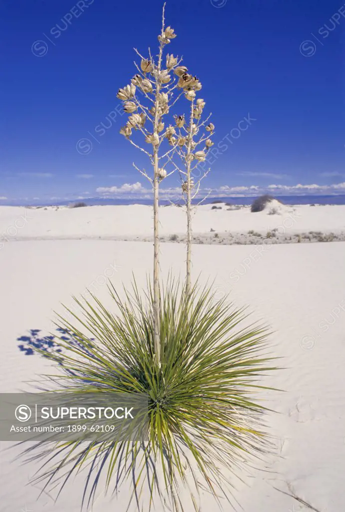 New Mexico. White Sands National Monument. Yucca Plant