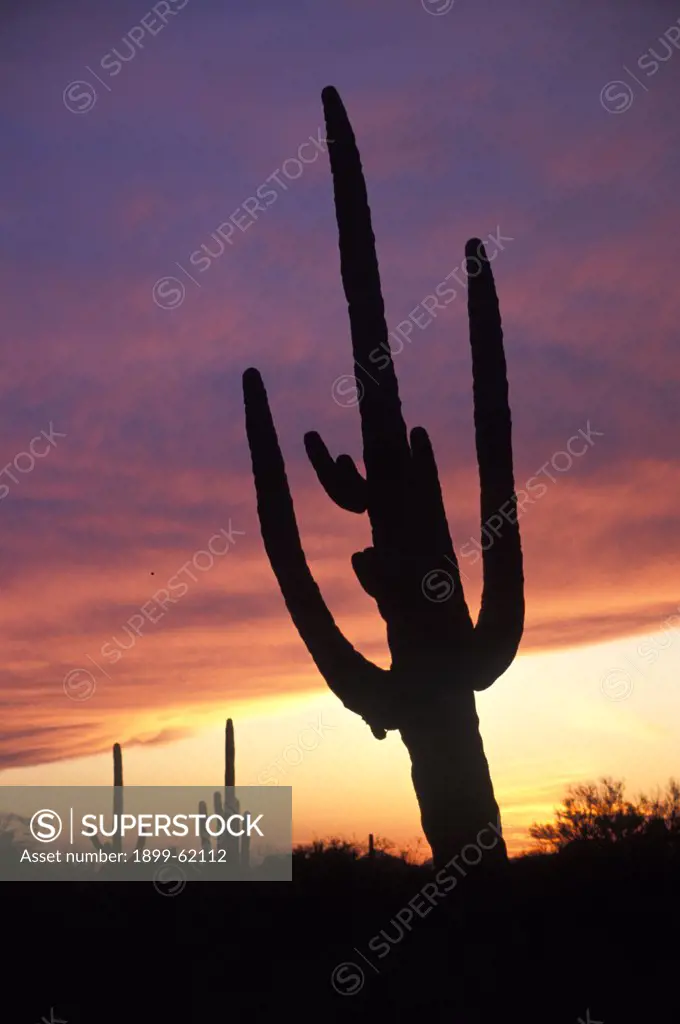 Arizona, Saguaro Cactus At Dusk, Silhouetted.