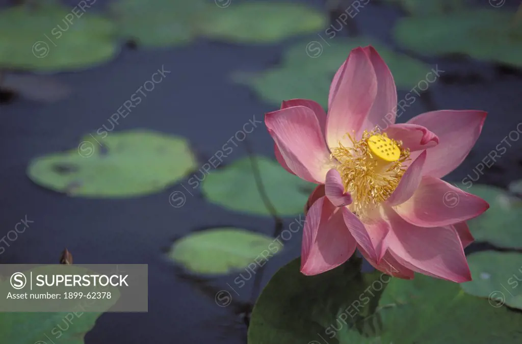 Pink Water Lily.