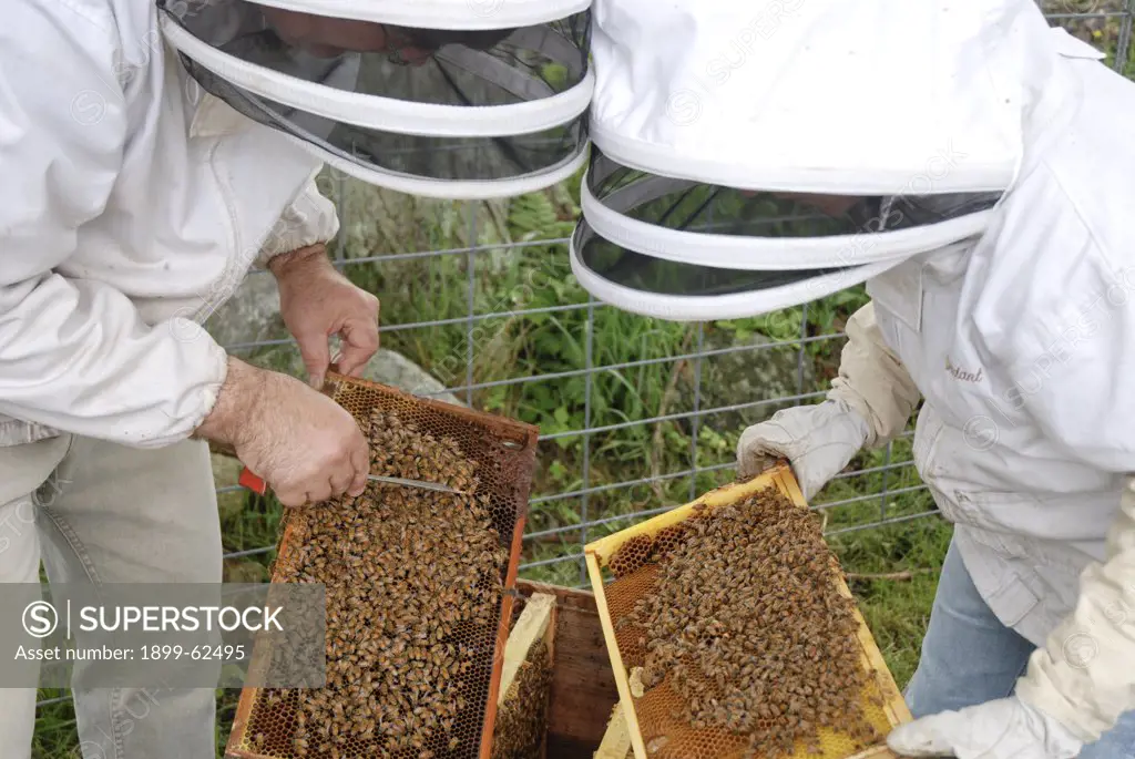 Bee Keeper Inspecting Frame From Honey Bee Hive