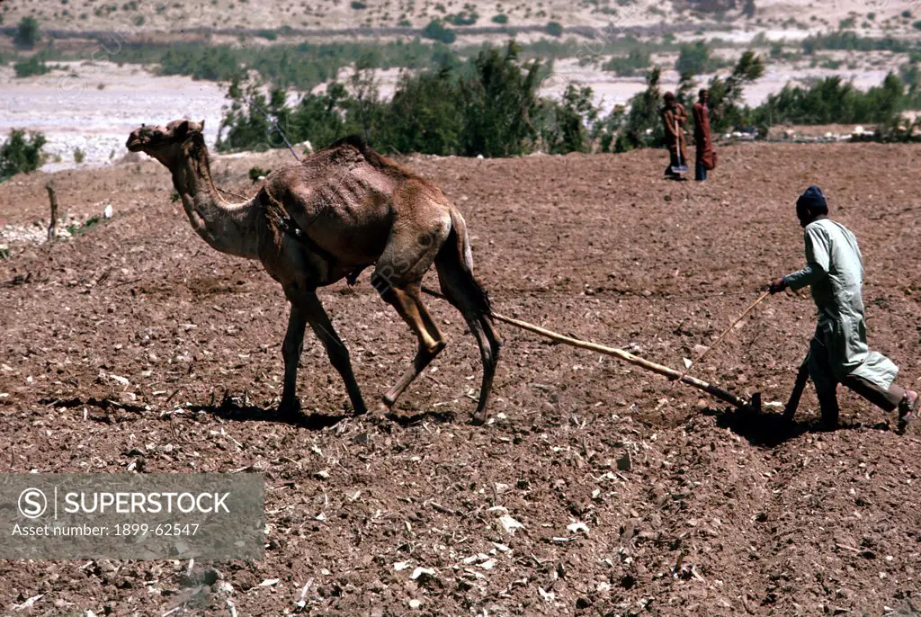 Morocco. Man Plowing Field With Camel.