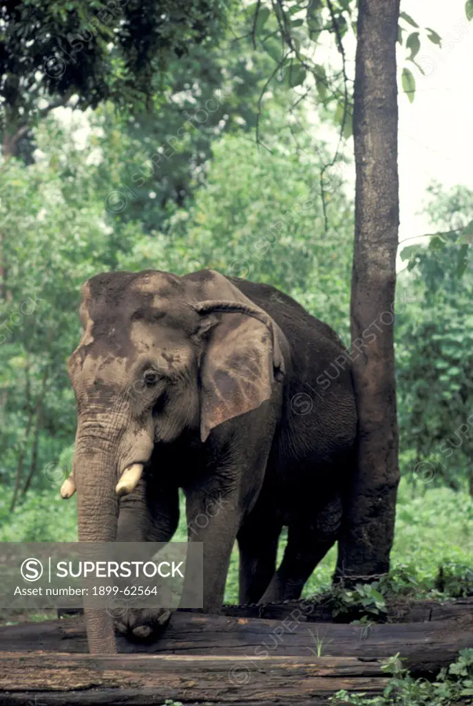 Thailand. Elephant.