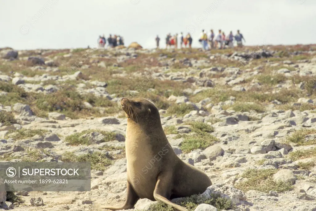 Ecuador, Galapagos Islands. Sea Lion And Tour Group In Background