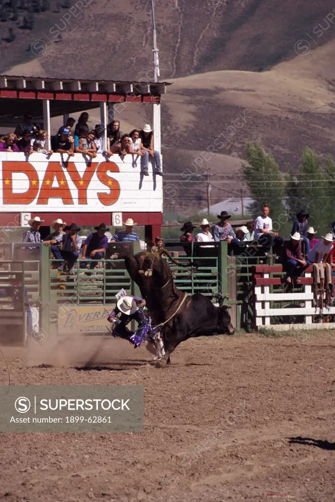 Colorado, Gunnison. Bucking Bronco At Rodeo During Cattlemen'S Days.