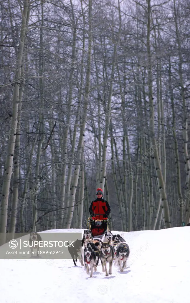 Colorado, Gothic: Woman Riding Dog Sled