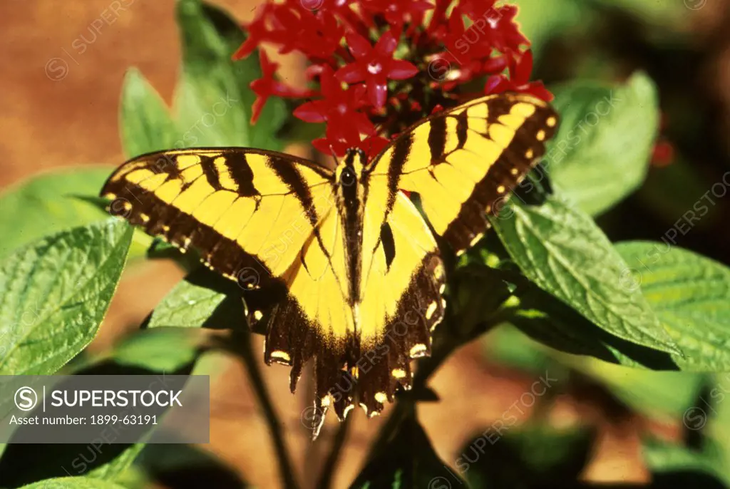 Tiger Swallowtail Butterfly On Egyptian Star Cluster Flower