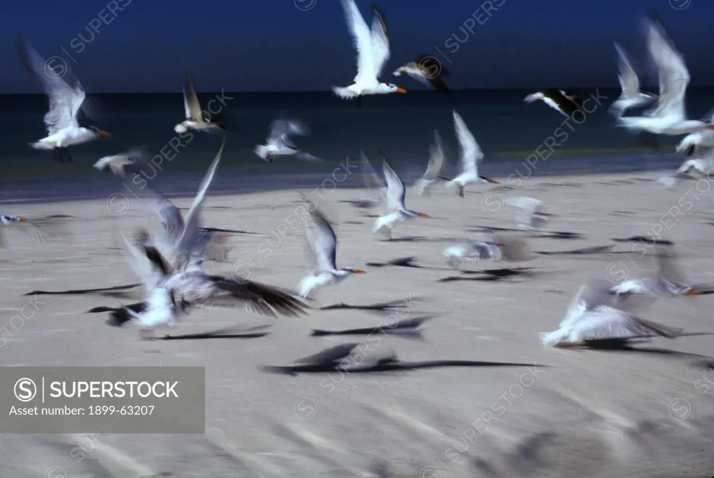 Blurred Motion Of Royal Terns On The Beach