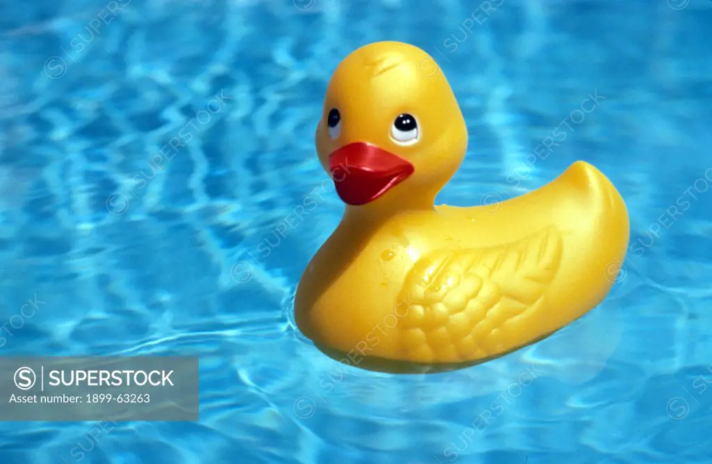 Yellow Rubber Duck In Pool